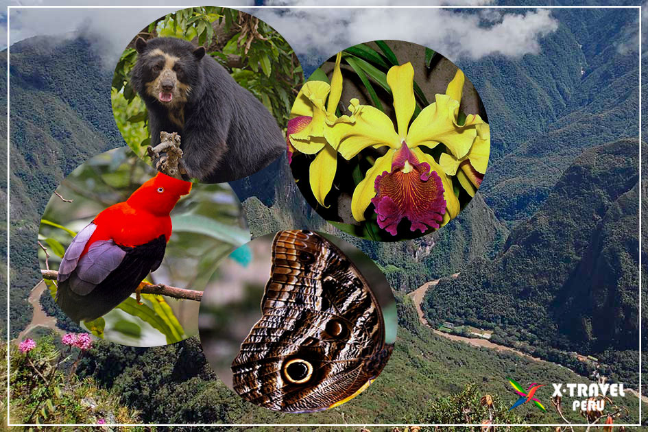 TOUR MACHU PICCHU